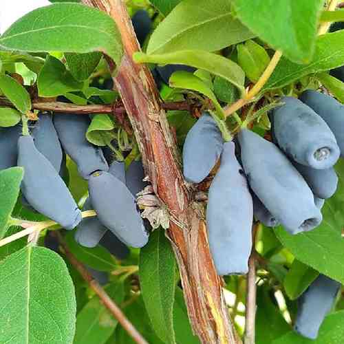 Саженцы жимолости Ребека (черенкованный) - 2-летний Черновцы