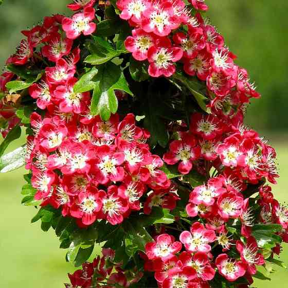 Саженцы декоративного боярышника Крымсон Клауд - 1-летний Черновцы