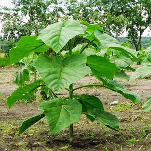 Саженцы павловнии Пао Тонг (черенкованный) - 1-летний Черновцы