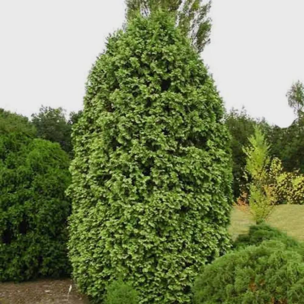 Саженцы западной туи Вареана Лютесценс Черновцы - изображение 1