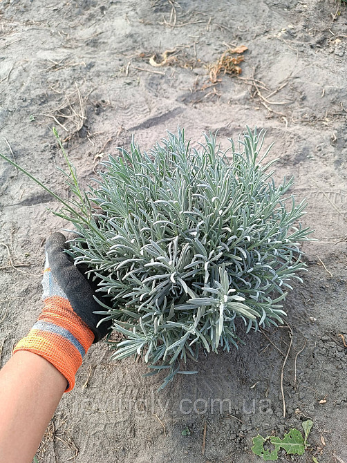 Лавандин сорту Grosso  дворічний сформований  саджанець діаметром до 30 см Ірпінь - фото 6