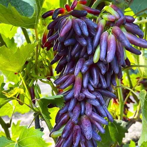 Cаджанці винограду Відьмині Пальці (черенкований) - 2-річний Чернівці