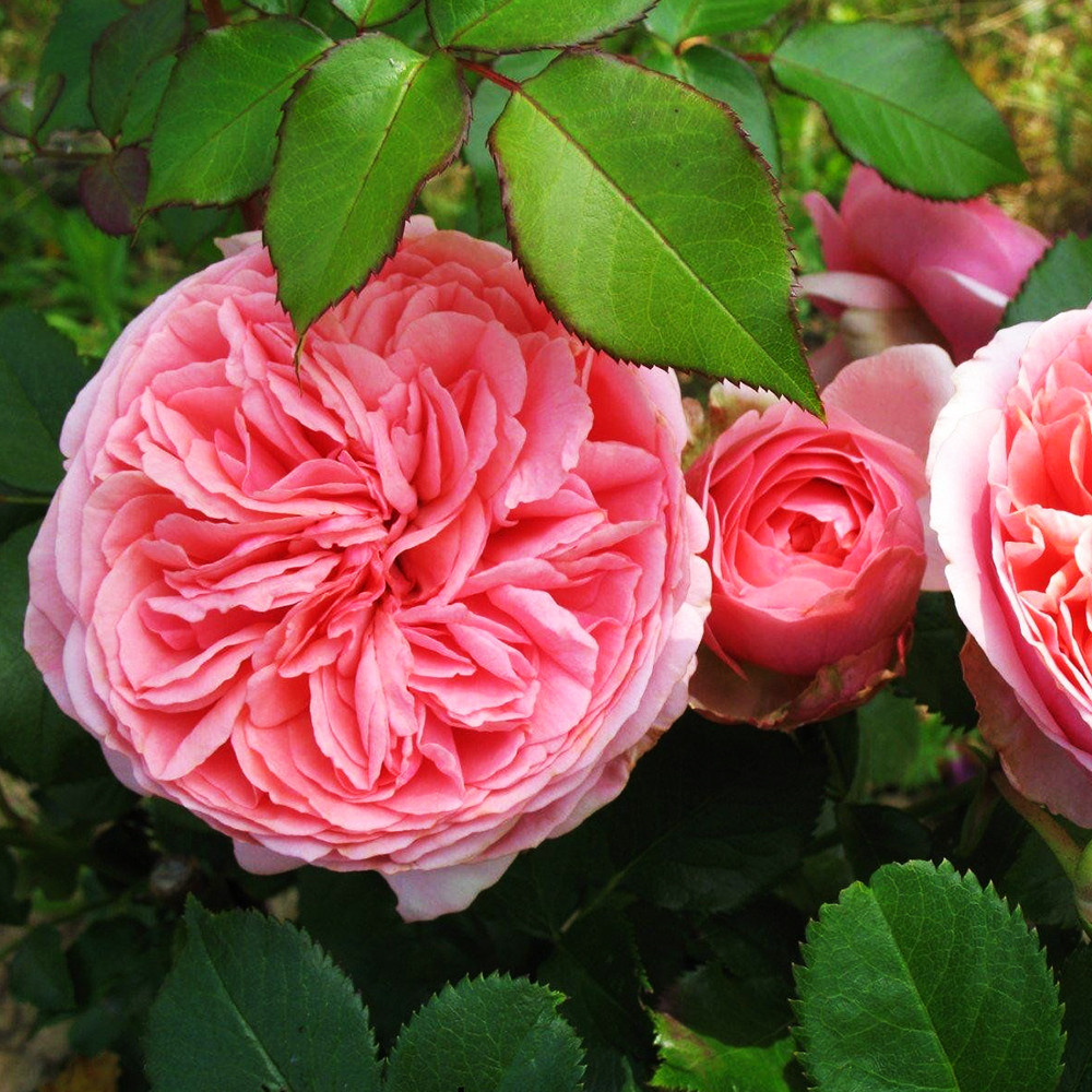 Саджанці англійських піоноподібних троянд Чіп і Дейл (привитий) Чернівці - фото 3