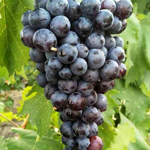 Саженцы винограда Фиолетовый Ранний (черенкованный) - 1-летний Черновцы