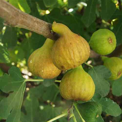 Саженцы инжира Беяс (черенкованный) - 1-летний Черновцы