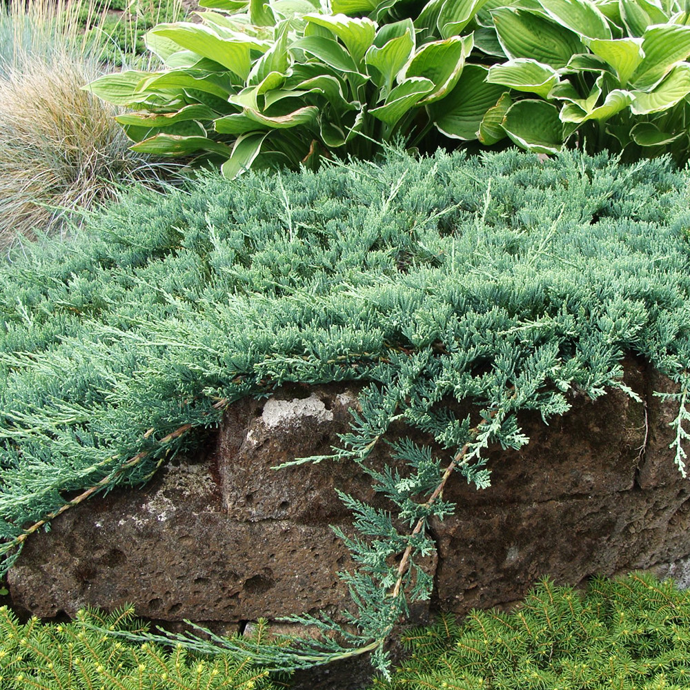 Саженцы можжевельника Хаггис Черновцы - изображение 2