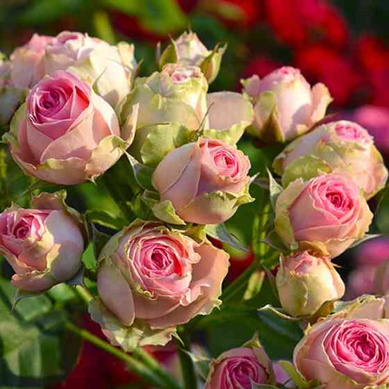 Саженцы бордюрных роз Мини Эден (привитый) Черновцы