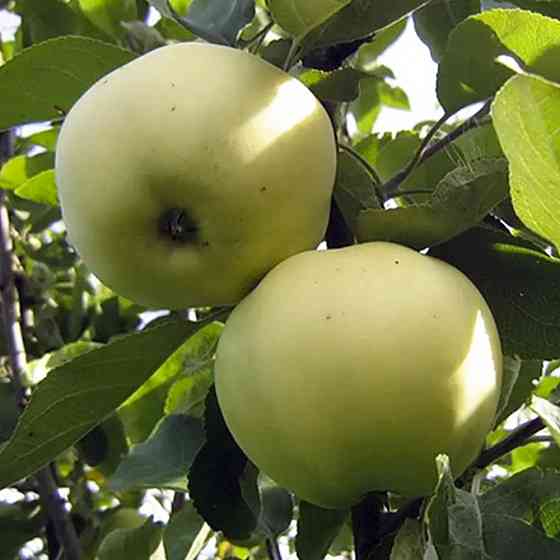 Саджанці яблуні Папіровка (привитий) - 1-річний Чернівці