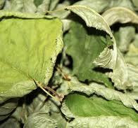 Листя ліщини (Лист лещины),100г master sem Киев - изображение 1