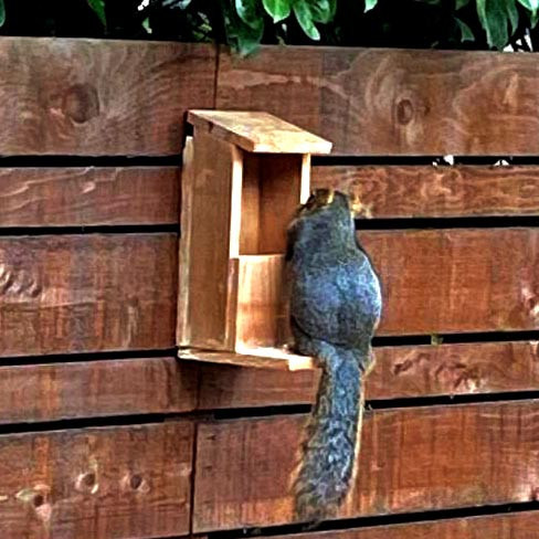 Годівниця для білок "Фундук" сієна Миколаїв - фото 4