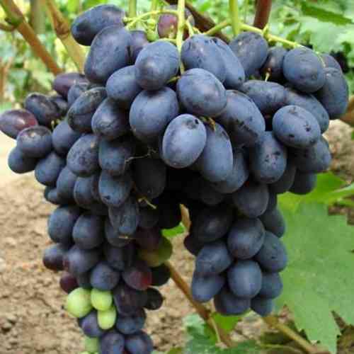 Cаджанці винограду Лорано (черенкований) - 1-річний Чернівці