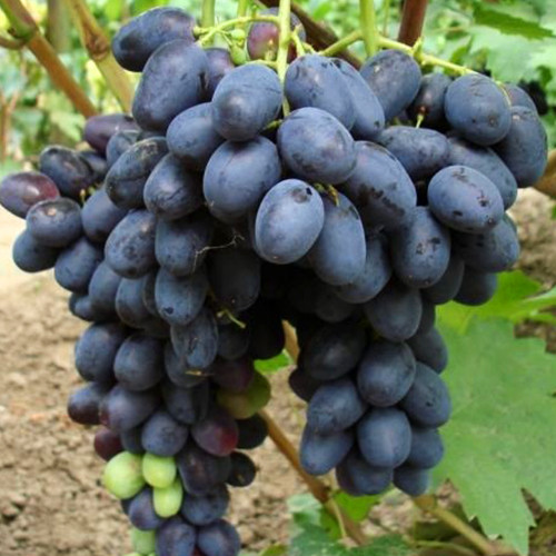 Cаджанці винограду Лорано (черенкований) - 1-річний Чернівці - фото 1