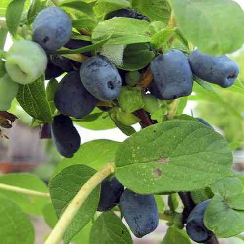 Саженцы жимолости Северная Красавица (черенкованный) - 2-летний Черновцы