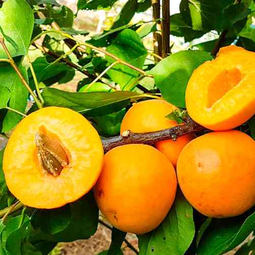 Саженцы абрикоса Крымский Амур (привитый) - 1-летний Черновцы