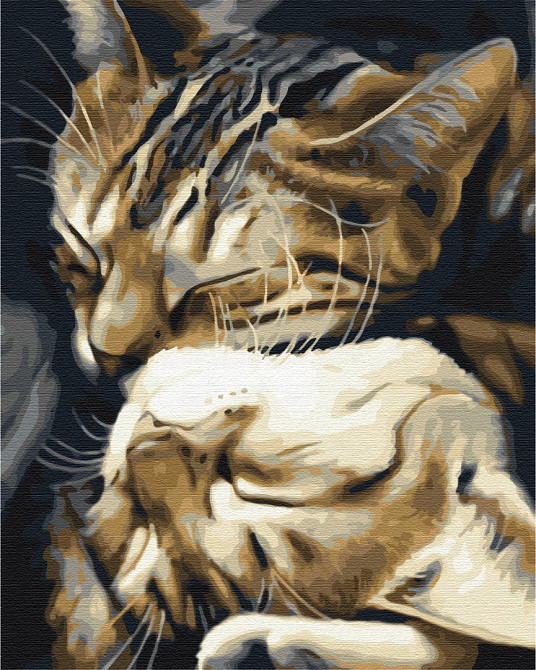 Сплячі котики Київ - фото 1