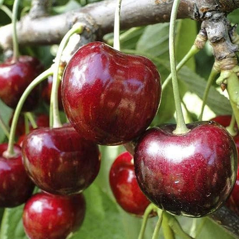 Живці черешні Валерій Чкалов (5 штук) Чернівці - фото 1