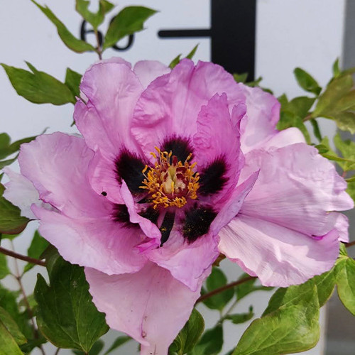 Саджанці піона деревоподібного Пеонія Суффрутікоза (сіянець) - 1-річний Чернівці - фото 1