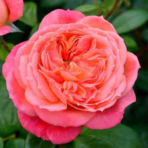 Саджанці троянд Кетрін (привитий) - 2-річний Чернівці