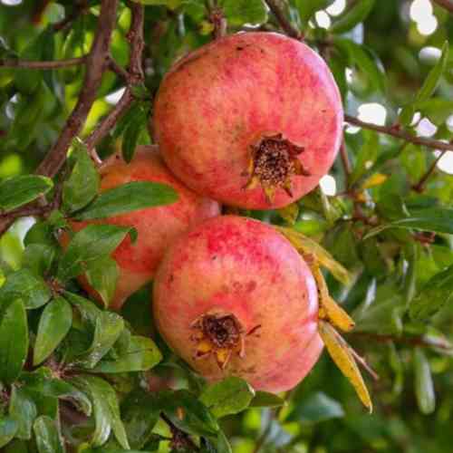 Саженцы граната Крымский Полосатый - 2-летний Черновцы