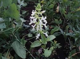 Чистець болотный (Чистильник болотяний) 100г master sem Киев - изображение 1