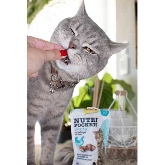 Витаменное лакомство GimCat Nutri Pockets Dental для кошек, для зубов, 60 г Винница
