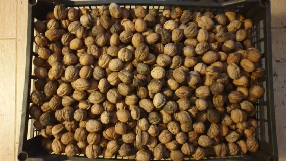 Орехи 2025 года. Одесса Одеса