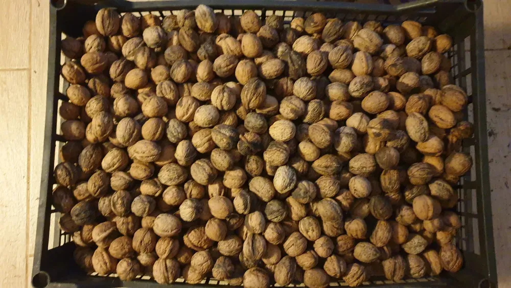 Орехи 2025 года. Одесса Одеса - фото 2