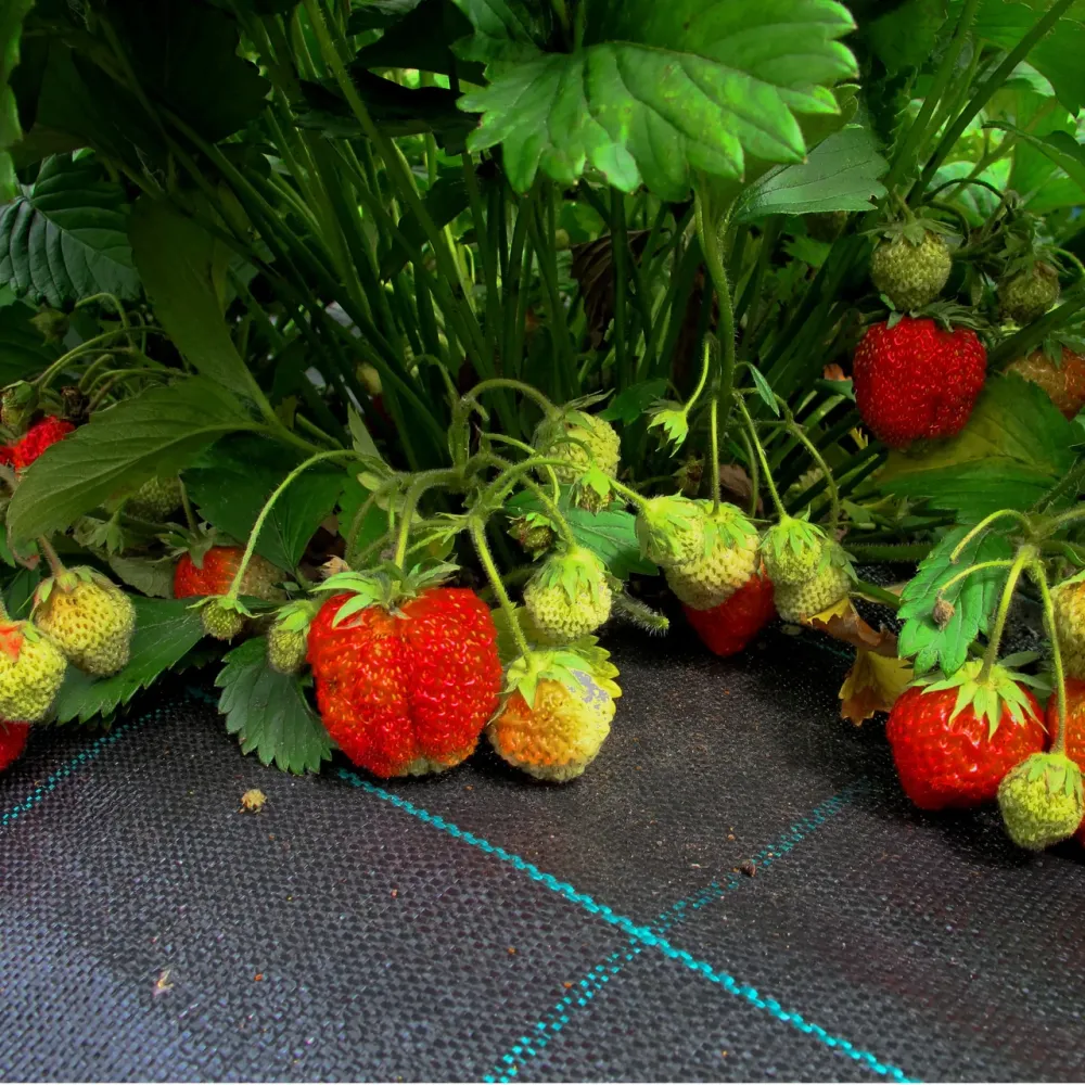 Агротканина 100 г/м2 3.4х5 метрів Shadow для мульчування ґрунту Дніпро - фото 9