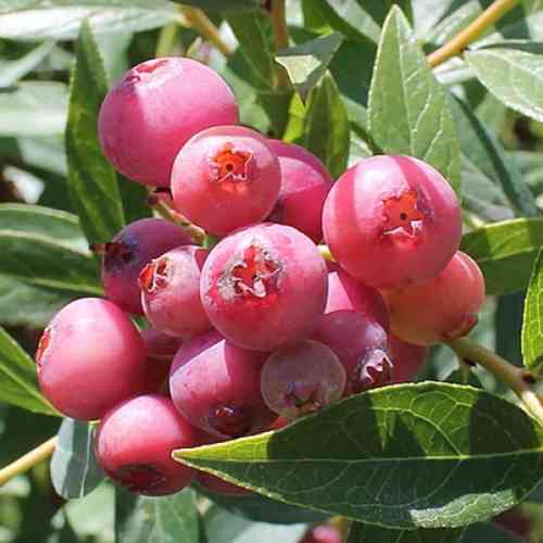 Саджанці лохини Пінк Лимонад (черенкований) - 2-річний Чернівці