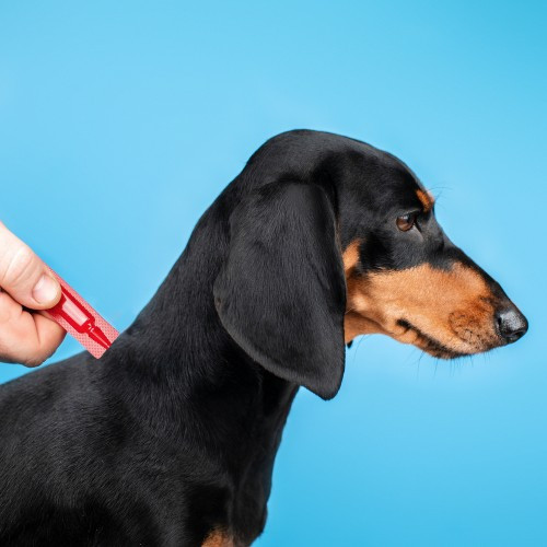 Краплі Provet PROFILINE для собак до 4 кг інсектоакарицид 1 піпетка по 0,5 мл Київ - фото 3