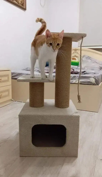 Домик когтеточка с лежанками для кота 75х40х40 см дряпка джутовая для кошек Киев - изображение 4