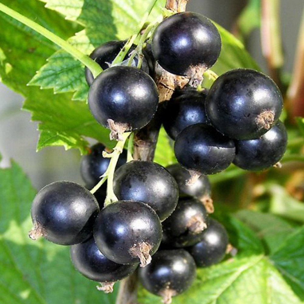 Саженцы смородины Фараон Черновцы - изображение 2