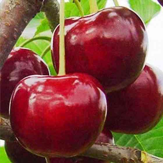 Саджанці черешні Гігант Ред (привитий) - 1-річний Чернівці