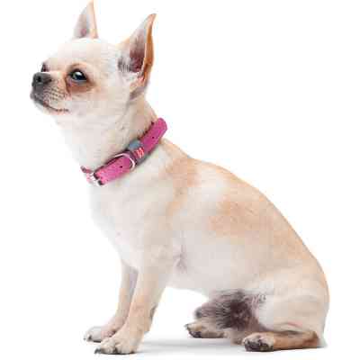 Нашийник для тварин WAUDOG Classic шкіряний 12 мм х 19-25 см рожевий (02017) Вінниця