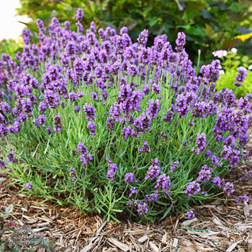 Саджанці лаванди Пурпл (черенкований) - 2-річний Чернівці - фото 1