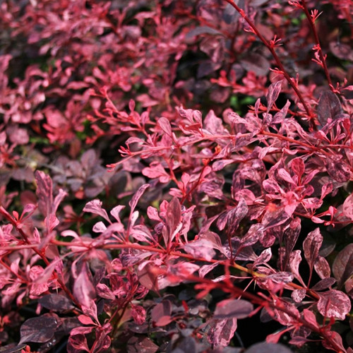 Саженцы барбариса Натхнение (черенкованный) - 2-летний Черновцы - изображение 1