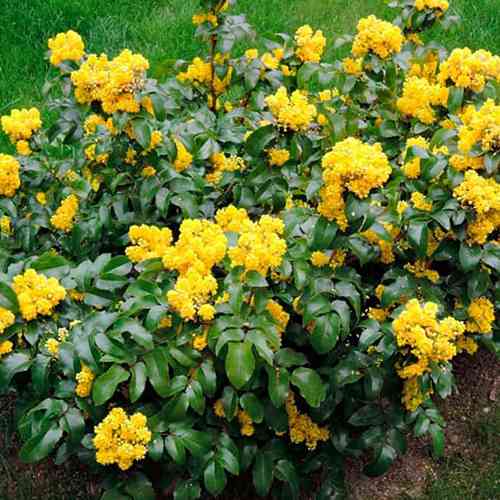 Саженцы магонии Пиннакл (черенкованный) - 1-летний Черновцы