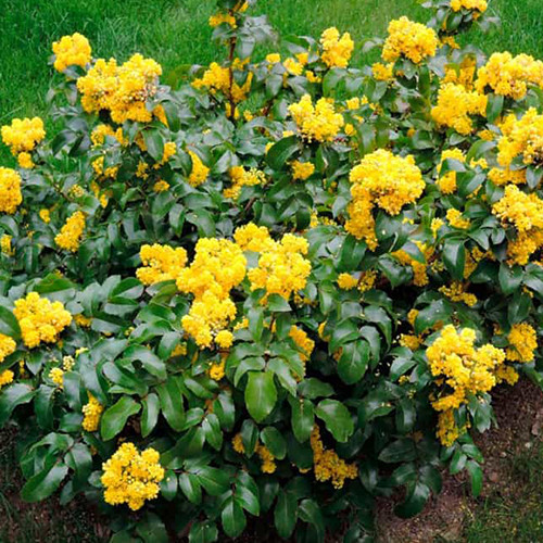 Саженцы магонии Пиннакл (черенкованный) - 1-летний Черновцы - изображение 1