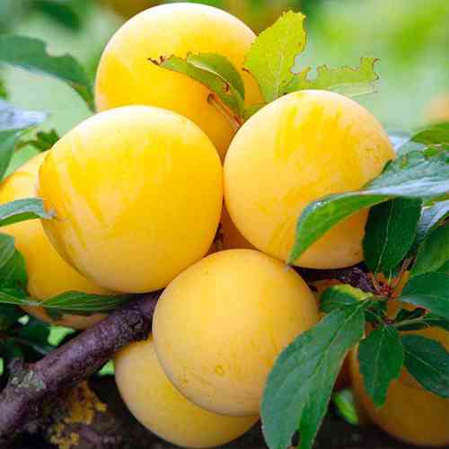 Саджанці сливи Жовта Медова (привитий) - 1-річний Чернівці