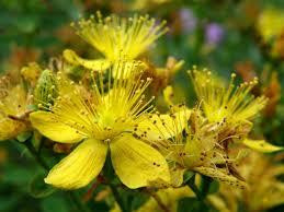 Зверобій (Зверобой) 100г master sem Київ - фото 1