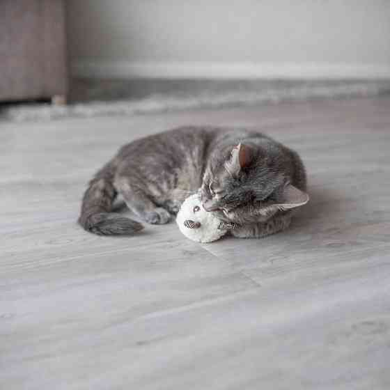 Іграшка Trixie для котів Ведмідь плюшевий з котячою м ятою 8 см в асортименті Київ