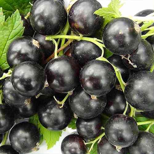 Саженцы смородины Голиаф (черенкованный) - 1-летний Черновцы