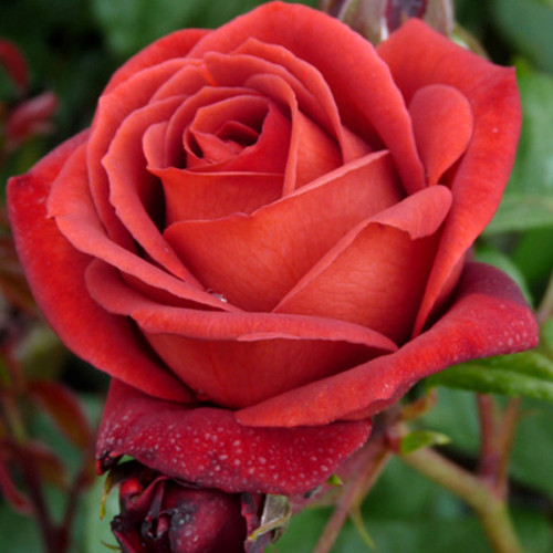 Саджанці троянд Теракота (привитий) - 2-річний Чернівці - фото 1