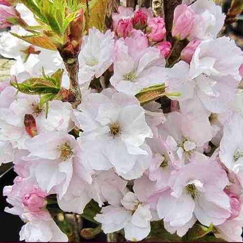 Саженцы сакуры на штамбе Аманогава (привитый) - 2-летний Черновцы