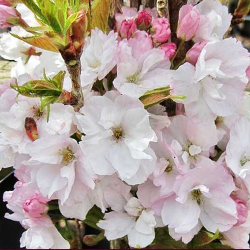 Саджанці сакури на штамбі Аманогава (привитий) - 2-річний Чернівці - фото 1