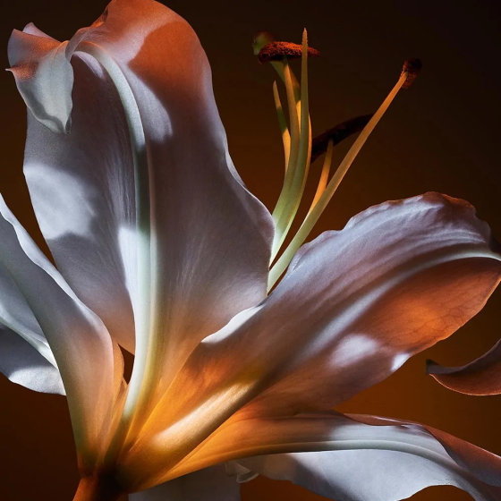 Парфюмированная вода Yves Saint Laurent Libre Flowers & Flames Славянск