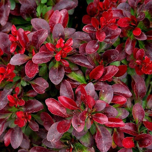 Саджанці барбариса Багатель (черенкований) - 1-річний Чернівці - фото 1