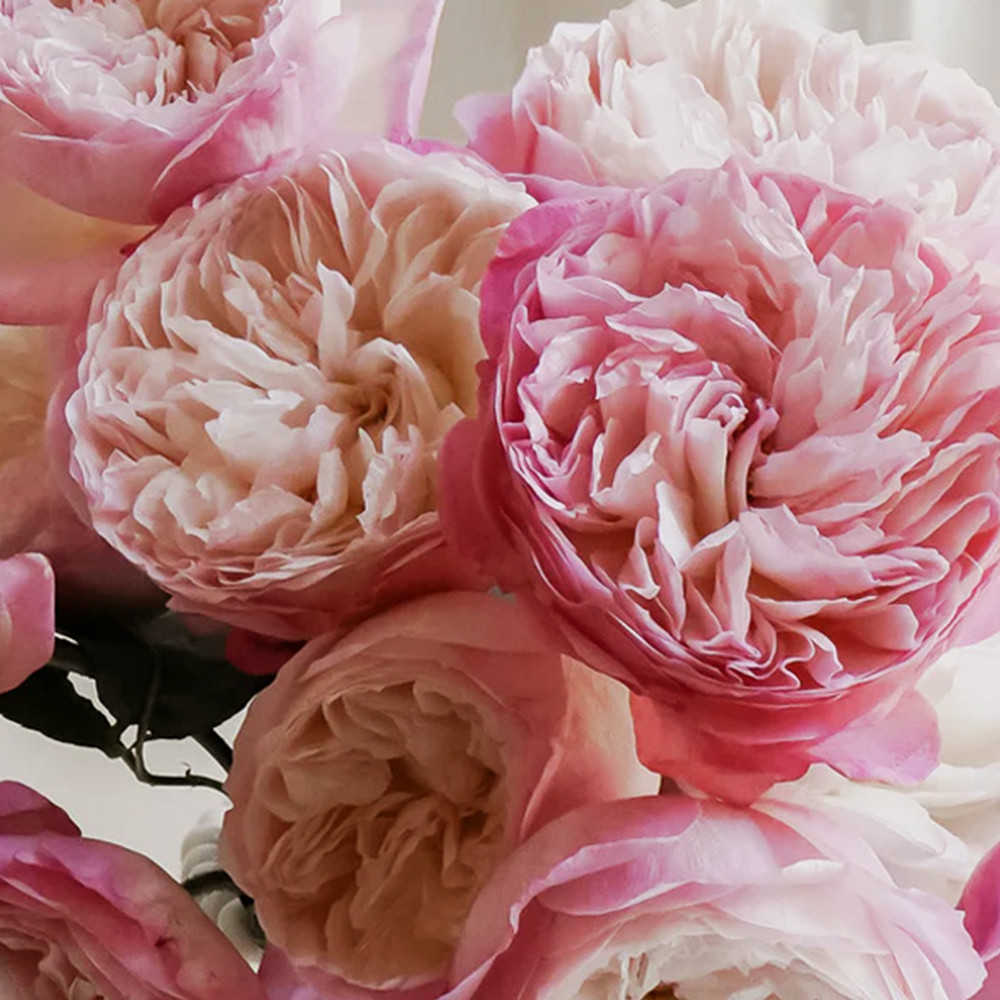 Саджанці англійських піоноподібних троянд Констанція (привитий) Чернівці - фото 2