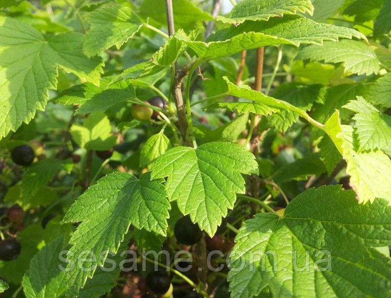 Смородина черная листья (пак/50грамм) Харьков - изображение 2