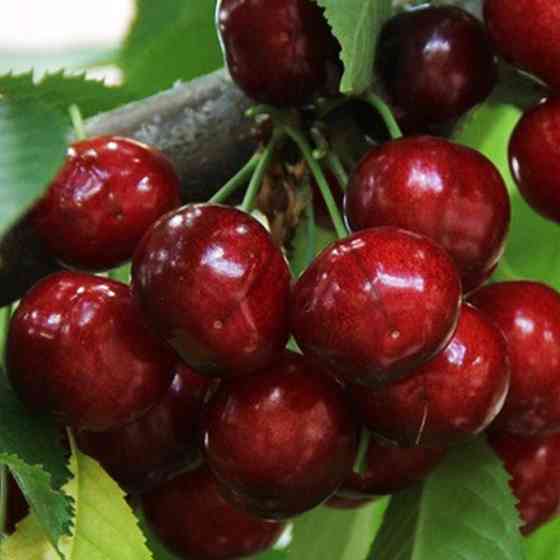 Саджанці черешні Престижна (привитий) - 2-річний Чернівці